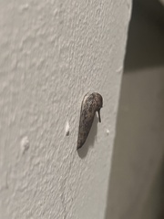 Limacoidea