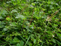 Epilobium nummulariifolium