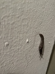 Limacoidea