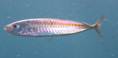 Decapterus muroadsi