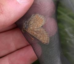 Euphydryas aurinia debilis