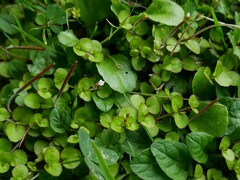 Epilobium nummulariifolium