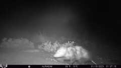 Didelphis virginiana