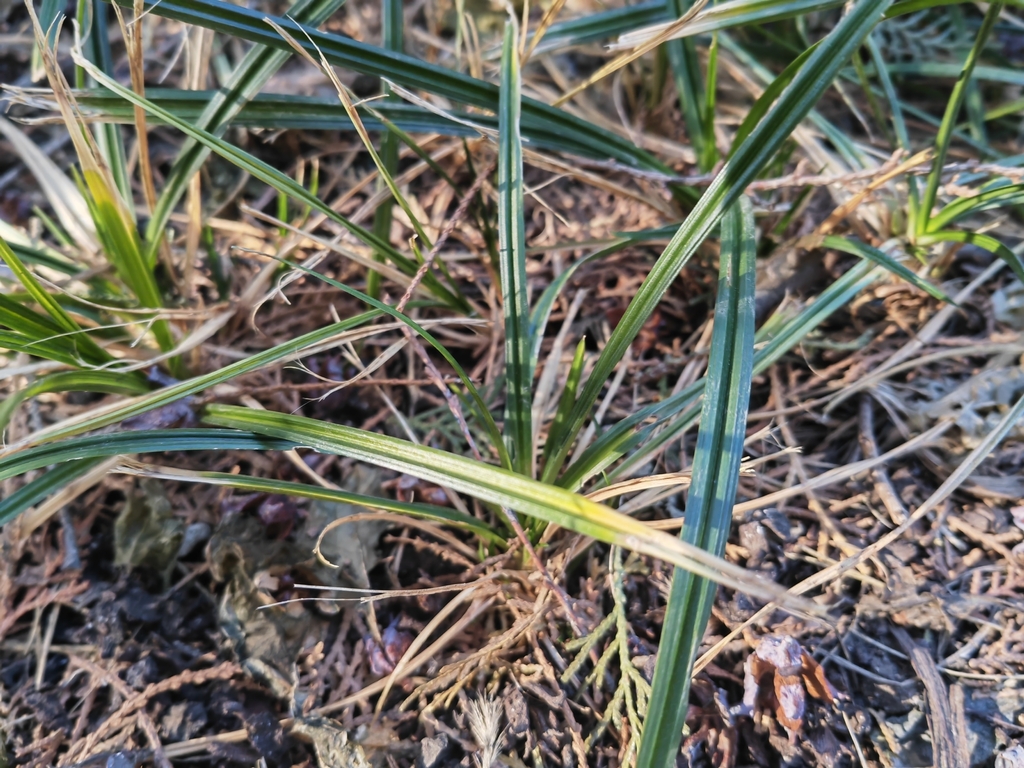 sedges-from-on-january-16-2023-at-10-14-am-by-inaturalist