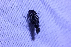 Tritoxa flexa