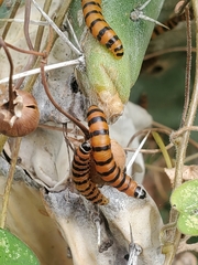 Cactoblastis cactorum