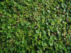 Epilobium nummulariifolium