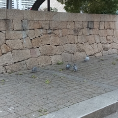 Columba livia domestica
