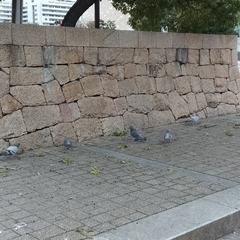 Columba livia domestica