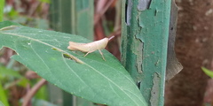 Pseudoxya diminuta