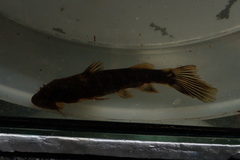 Chiloglanis anoterus