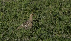 Pterocles bicinctus