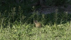 Cynictis penicillata