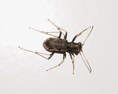 Neocicindela
