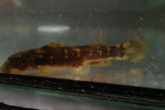 Chiloglanis anoterus