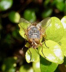 Calliphora hilli