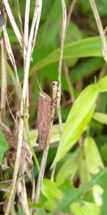 Pseudoxya diminuta