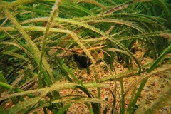 Stigmatopora narinosa