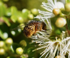 Calliphora hilli