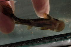 Chiloglanis anoterus