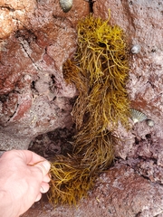 Ahnfeltiopsis concinna