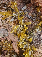 Sargassum aquifolium