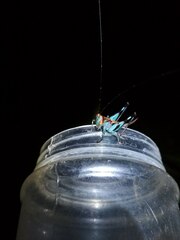 Lipotactes vietnamicus