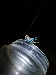 Lipotactes vietnamicus