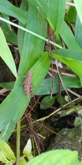 Pseudoxya diminuta