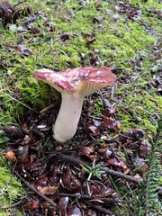 Russula olivacea