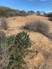 Agave shawii