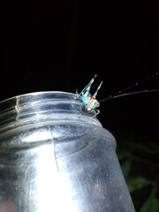 Lipotactes vietnamicus