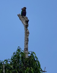 Deroptyus accipitrinus