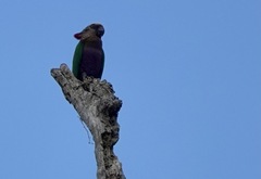 Deroptyus accipitrinus