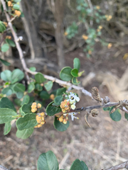 Ceanothus verrucosus