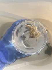 Acanthophora spicifera