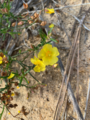 Crocanthemum scoparium