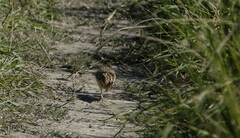 Turnix sylvaticus lepurana