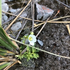 Gentianella bellidifolia