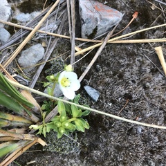 Gentianella bellidifolia