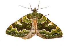Asaphodes philpotti
