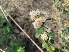 Ceanothus crassifolius