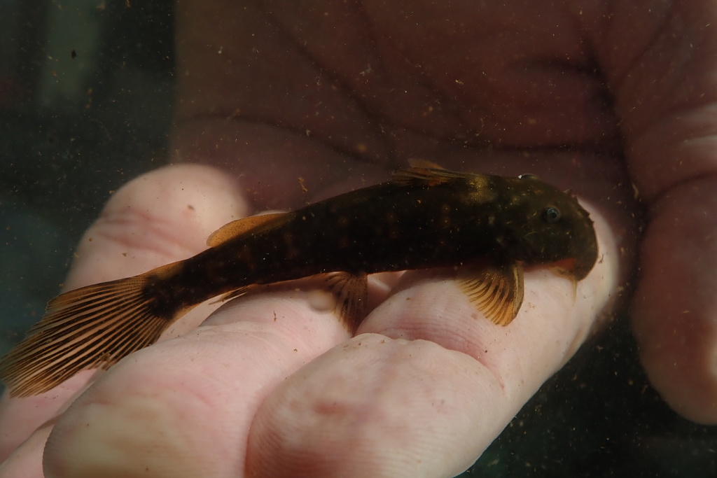 Wimpel-zuigmeerval (Chiloglanis anoterus) — Mochokidae
