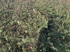 Ceanothus crassifolius