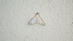 Palpita vitrealis