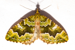 Asaphodes philpotti
