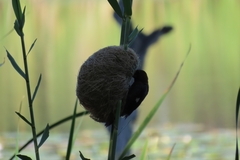Amblyospiza albifrons