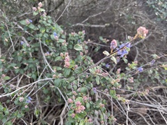 Ceanothus tomentosus