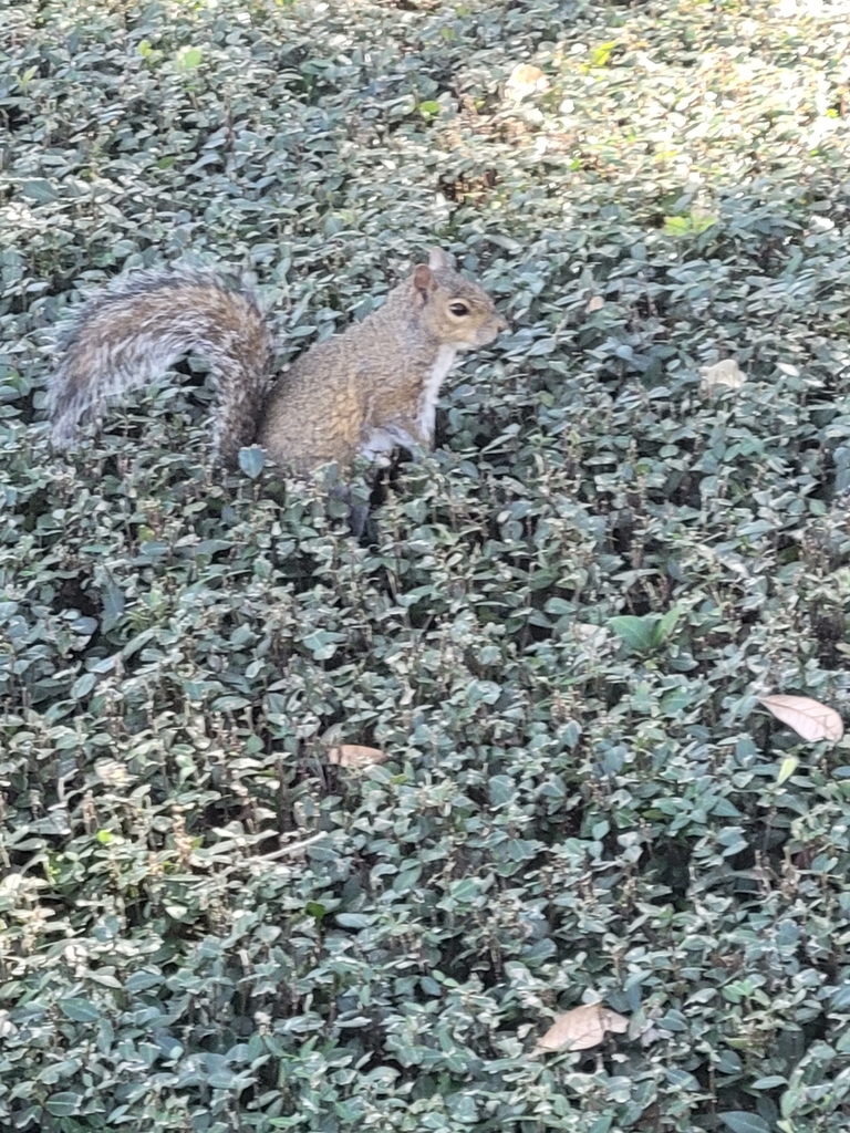 eastern-gray-squirrel-from-usf-university-of-south-florida-office