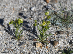 Emmenanthe penduliflora penduliflora
